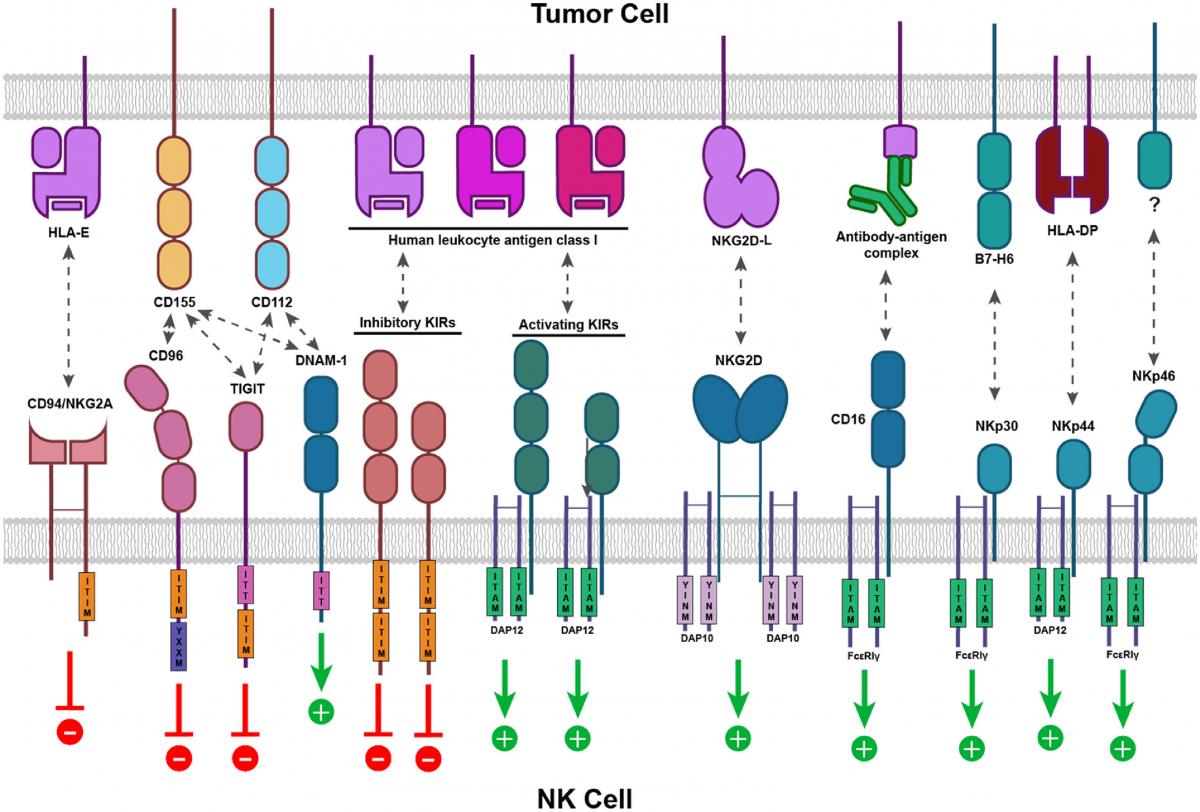 Development Of Car Nk Cells For Cancer Adoptive Cell Therapy Chen Lab